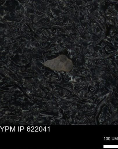 undet. Heterohelicidae