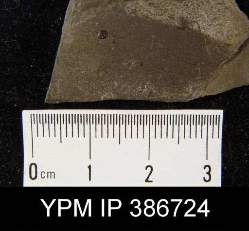 Orbiculoidea minuta