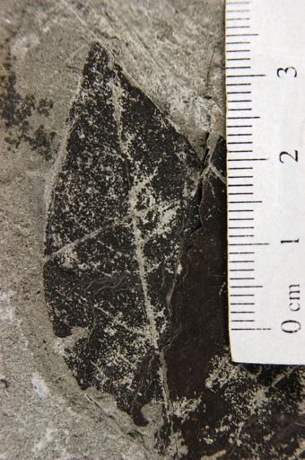 Lonchocarpus praelatifolius