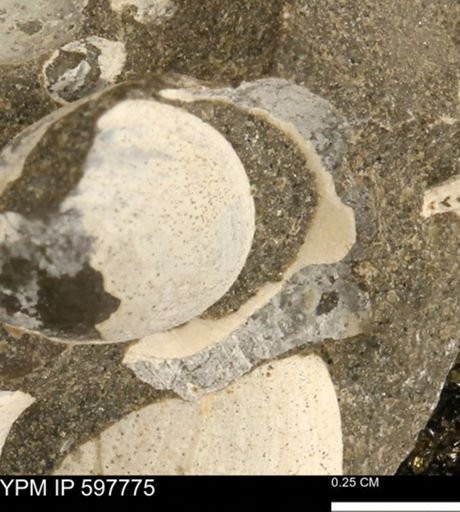 Limopsis striatopunctatus