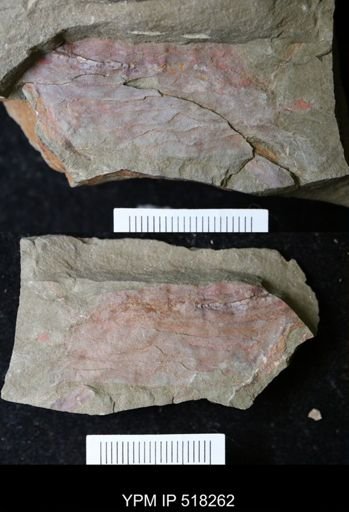 undet. Arthropoda