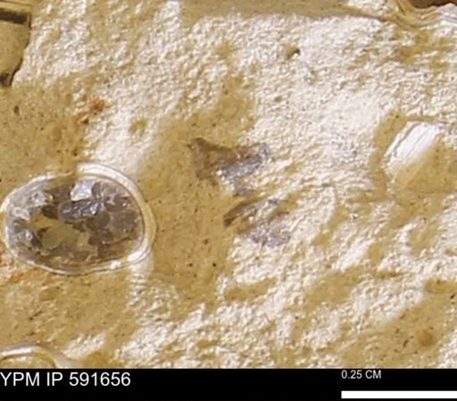 Serpulidae