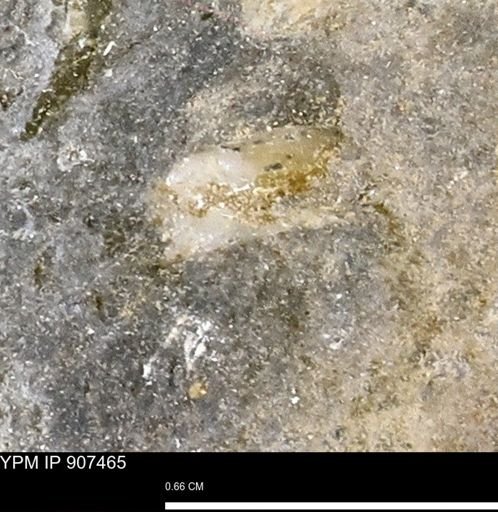 undet. Mollusca