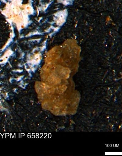 Ammobaculites subcretaceus