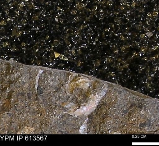 Scaphites sp.