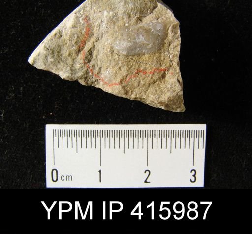 Chonetes granulifer