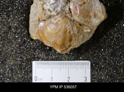 Unio pyramidatoides