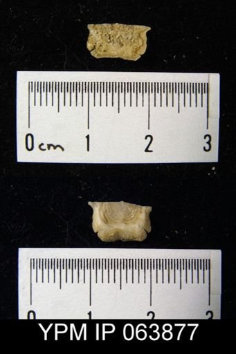 Leptaena delicata