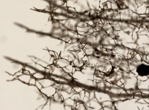 Isodictya