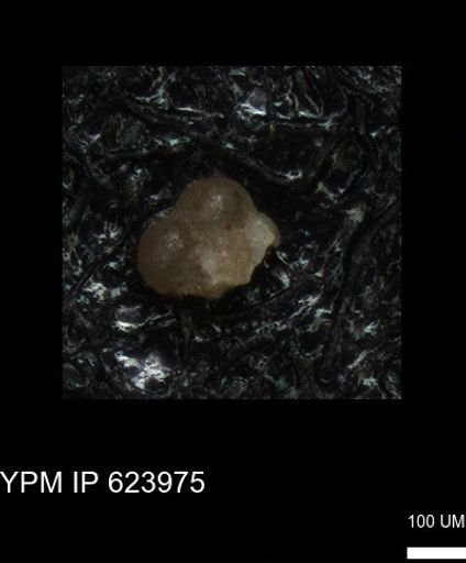 undet. Foraminiferida