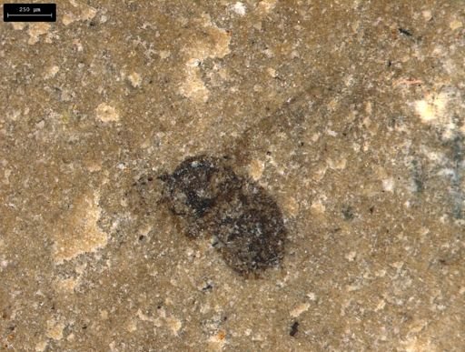 undet. Diptera