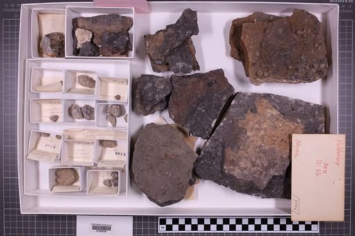 mixed taxa, stratigraphic collection