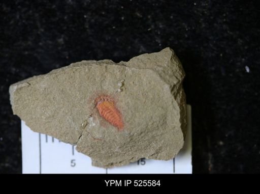 undet. Synziphosurina