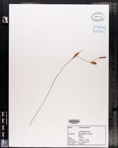 Carex panicea