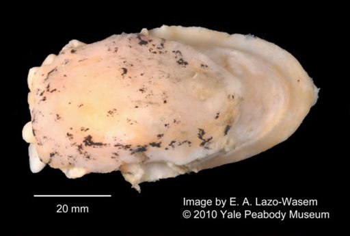 Bathyberthella antarctica
