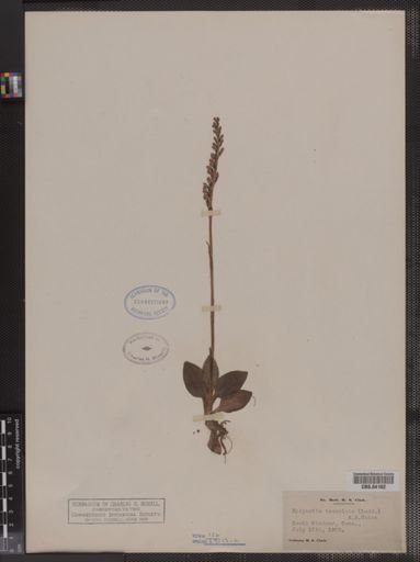 Epipactis tesselata