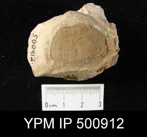 Derbyia sp.