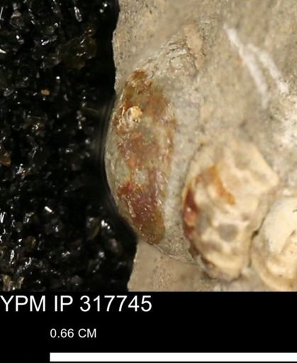 undet. Gastropoda