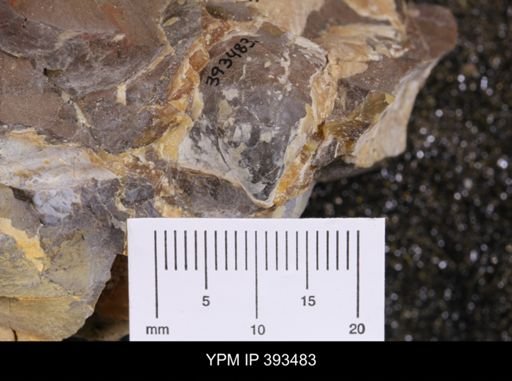 Inoceramus sp.