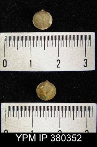 Nucleospira pisiformis