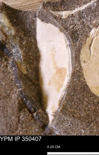 undet. Mollusca
