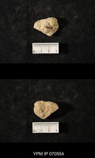 Favosites louisvillensis