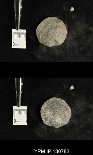 Spinatrypa spinosa