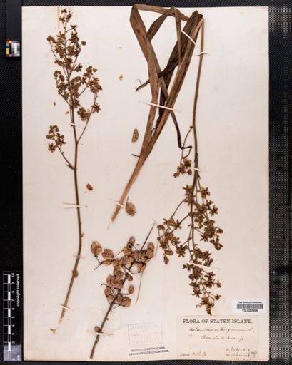 Melanthium