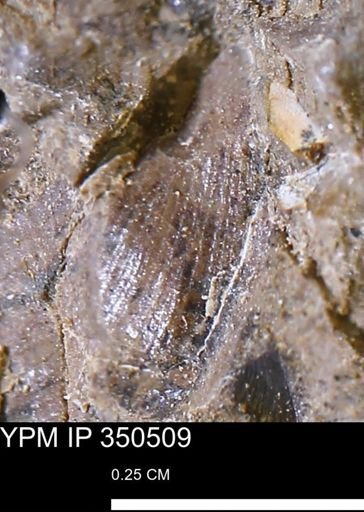 Limopsis striatopunctatus