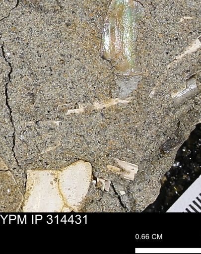 undet. Scaphopoda