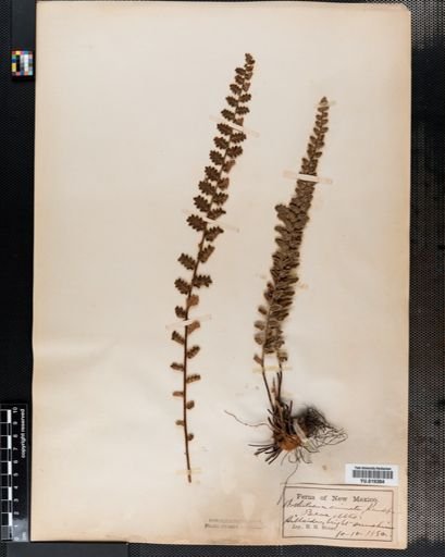 Notholaena