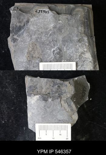 undet. Eurypterida