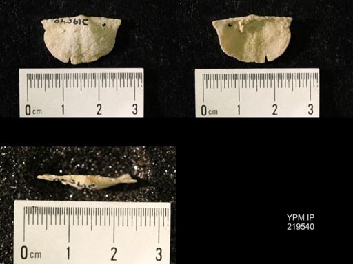 Chonetes granulifer