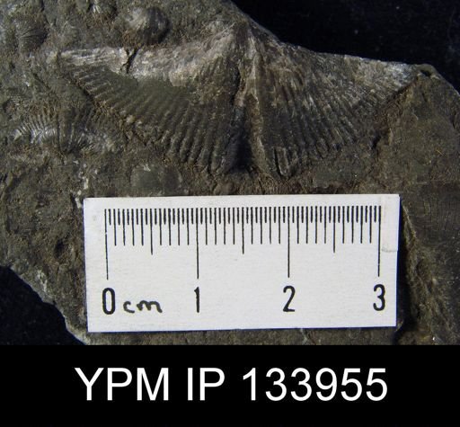 Spirifer sp.