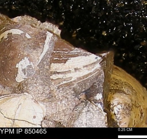 Limopsis striatopunctatus