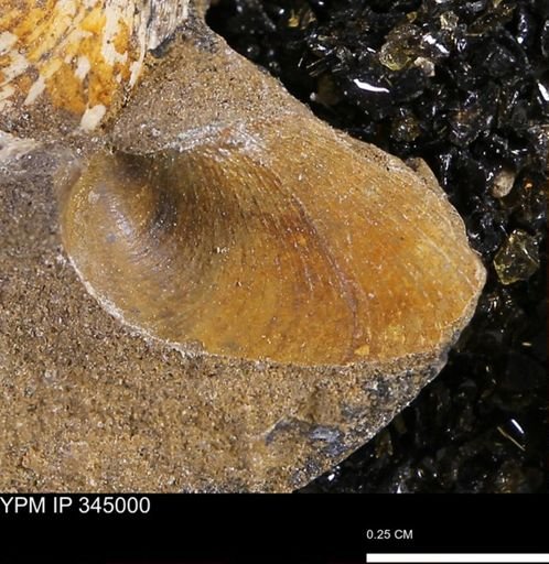 Limopsis striatopunctatus