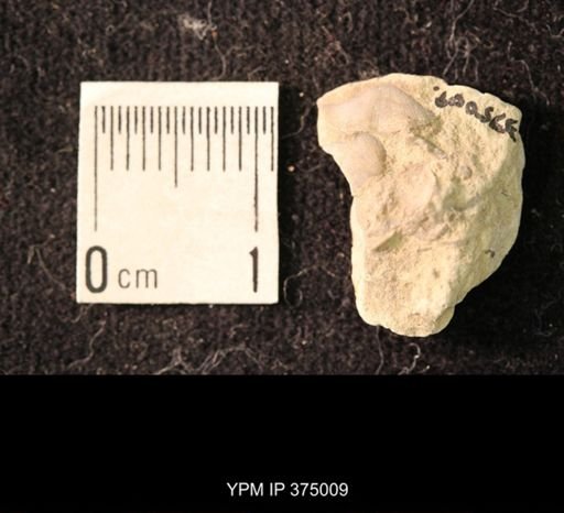 Chonetina flemingi var. alata