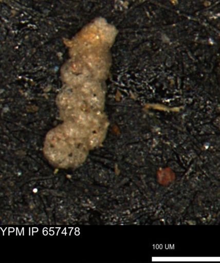 Ammobaculoides whitneyi