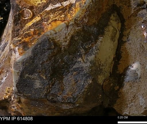 undet. Mollusca