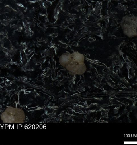 undet. Foraminiferida