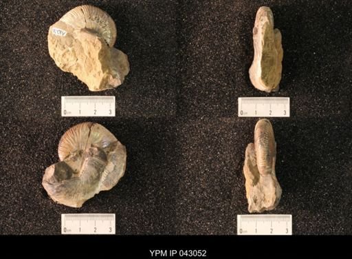 Hoploscaphites nicolletii