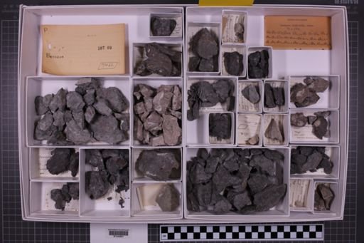 mixed taxa, stratigraphic collection