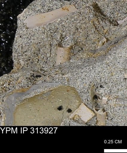 undet. Scaphopoda
