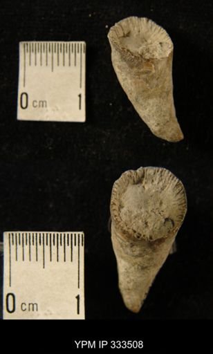 Zaphrentis cf. conulus