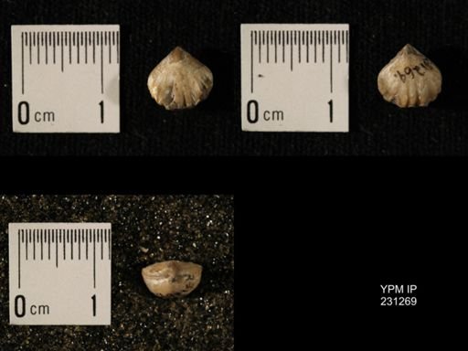 Wellerella osagensis