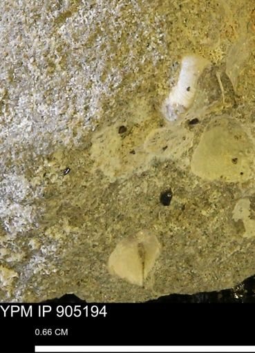 undet. Mollusca