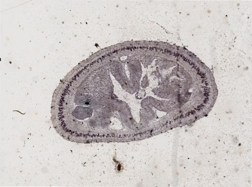 Lineus viridis