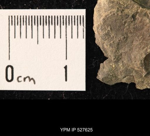 undet. Ophiuroidea