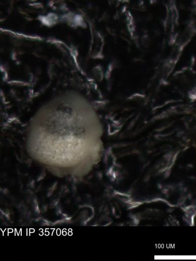undet. Foraminiferida