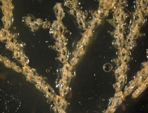 Scrupocellaria